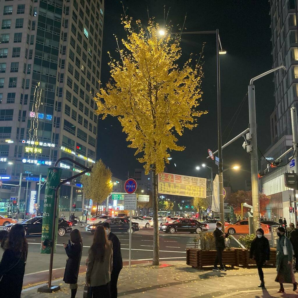 A tree grows in Seoul.

#홍대 #서올 #hongdae #hongdaestreet #seoul #korea #southkorea #southkoreatravel #street #streetphotography #streetphotographer #tree #trees #nature #naturephotography #나무 instagr.am/p/CHkjheMJGea/