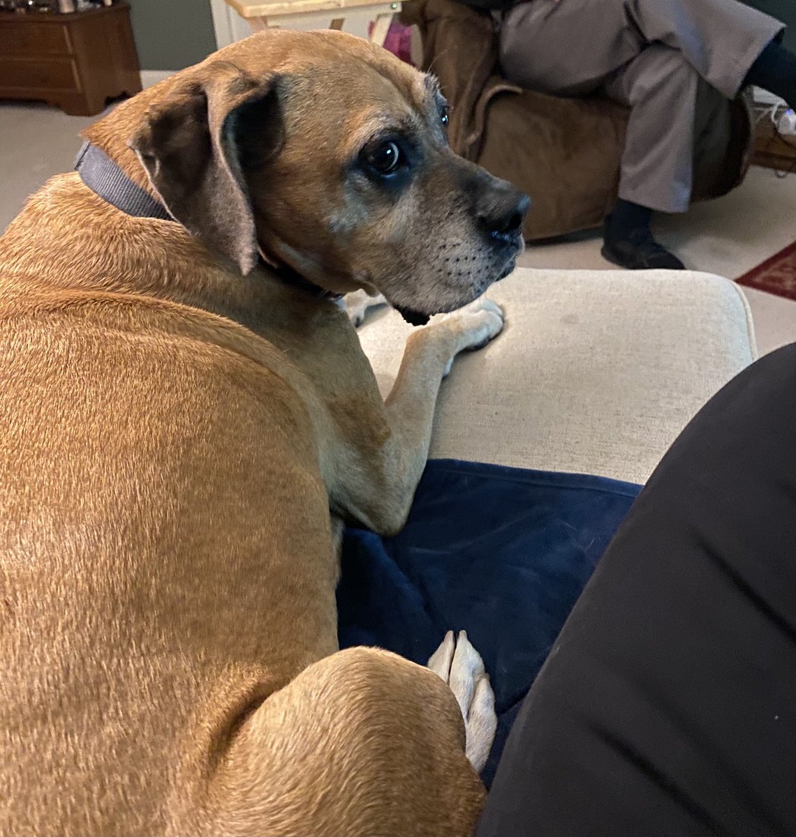 Joeinblack's tweet photo. Hi! I’m @ThePriestsDog 
I stole a 12 pack of summer sausages &amp; ate 9 before I was caught.
I have no conscience. https://t.co/qBMffVzSCP