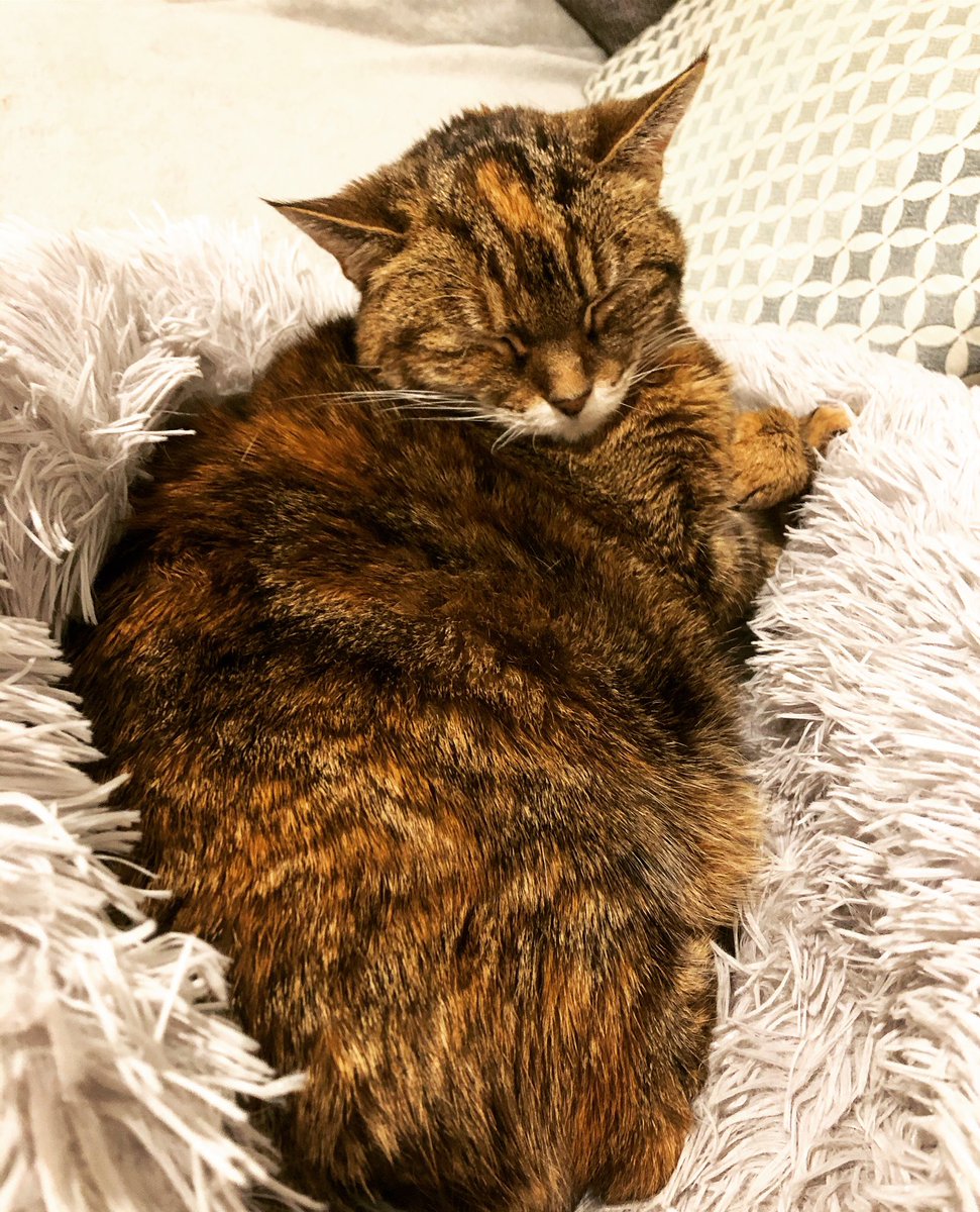 EJM1978's tweet photo. Sleepy Saturday.... #lottielou #19yearsyoung #mybabygirl #CatsOfTwitter #calmingbed #dementiacare 🐾❤️ https://t.co/YctVjfjiHu