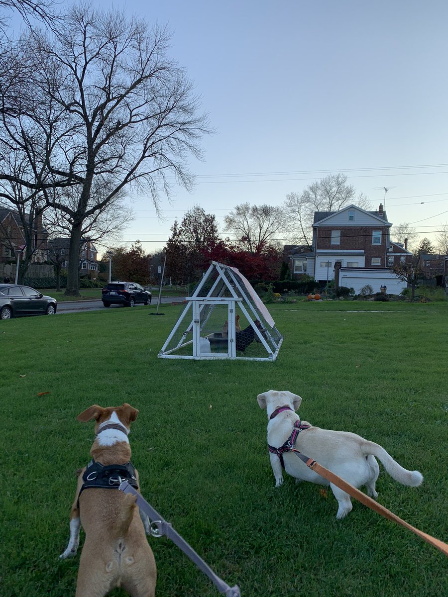 OanaBrooks's tweet photo. Are those #chickens? #staredown #saturday #SaturdayMood #SaturdayVibes #RescueDogs #rescuedog #chronicles #baltimoredogs #baltimore #baltimorecity #baltimorelife #LifeIsBeautiful in @NortheastBmore #PennyandEddie https://t.co/5sZma0jP1S