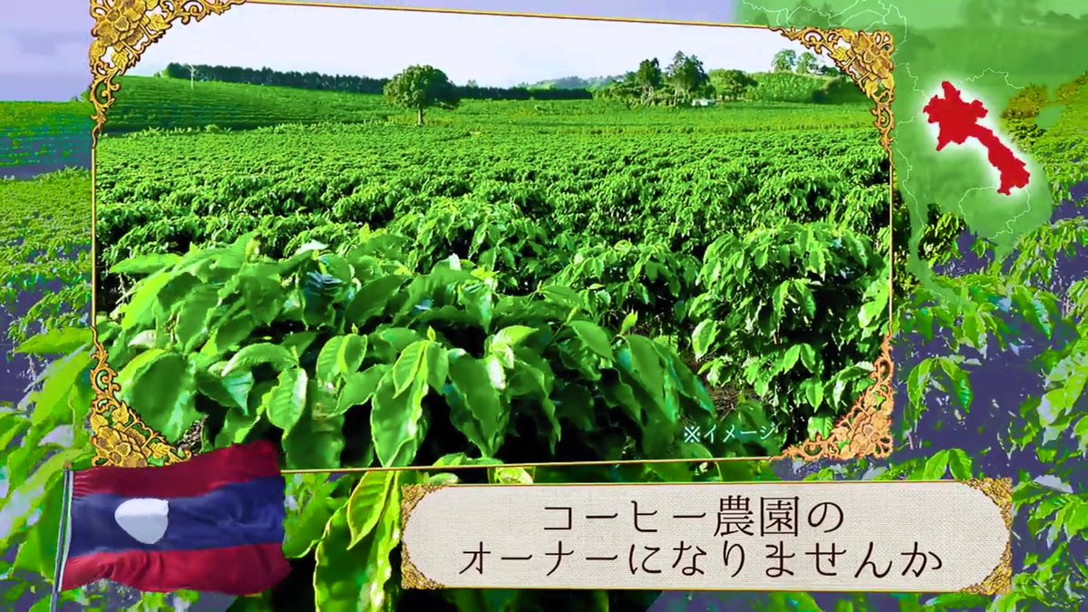 ラオス初の鳥カフェ コーヒーを生産加工する農園 Laos Japan Twitter