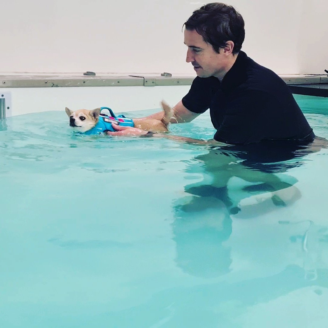 PawseidonHub's tweet photo. Pawseiodn are still operating as normal. With a few more safety precaution in place, we our happy to be treating the dogs in need.
#StaySafe
#supportsmallbusiness
#NHSPay15
#swimtorecovery
#hydrotherapyfordogs
@lovepooleuk
@bmouthofficial
@HillsideVets1
@vetsmiths https://t.co/8XCcnm17Te