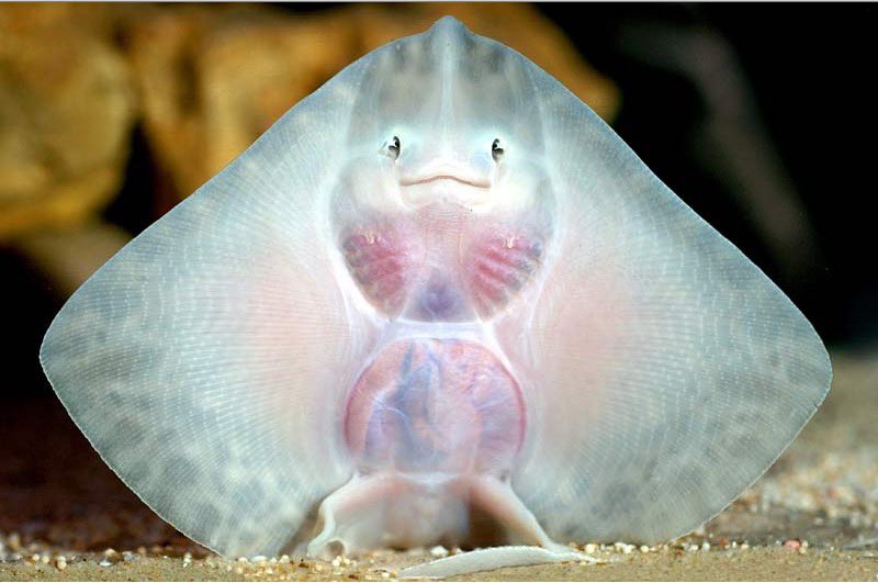 How adorable are stingray babies?!Adult stingrays have really long tails that have a spine and venom, which they use to protect themselves from predators. Ancient Greek dentists once used the venom as anaesthetic!