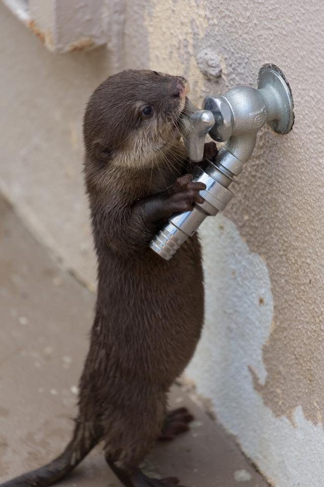 ddoniolvalcroze's tweet photo. Plumber Otter https://t.co/UFDblIEQct