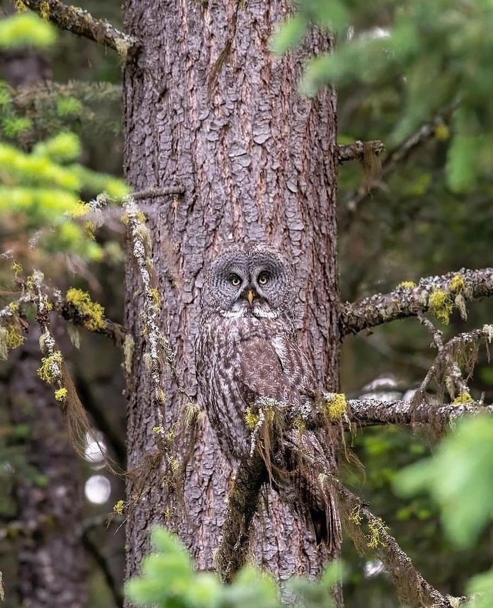 Owls are the masters of camouflage. See if you can spot the owl in the second photo 