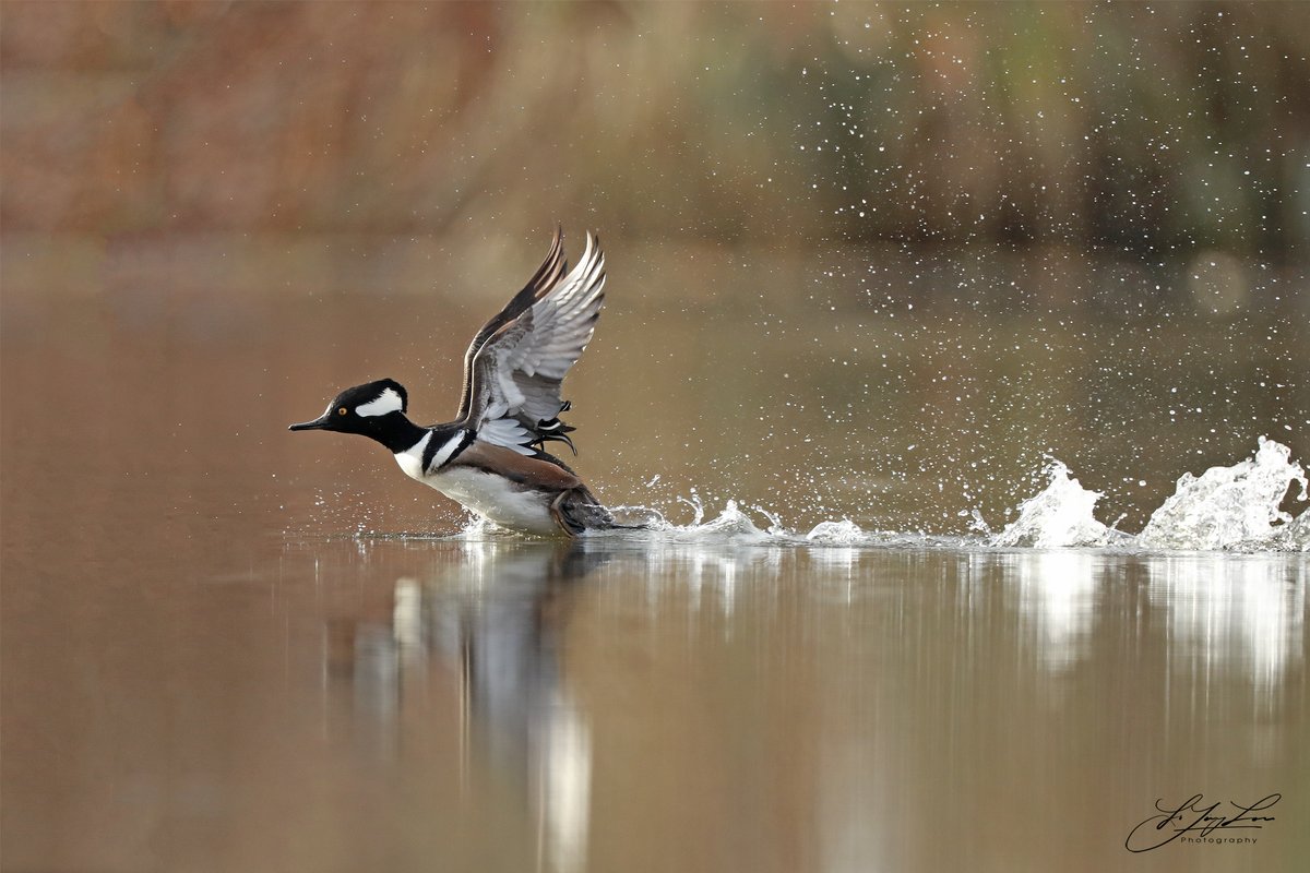 Dijune1's tweet photo. Beautiful Hooded Merganser in migration. so happy to see them. yesterday in saint Bruno. Quebec https://t.co/pFmE8RUdHK