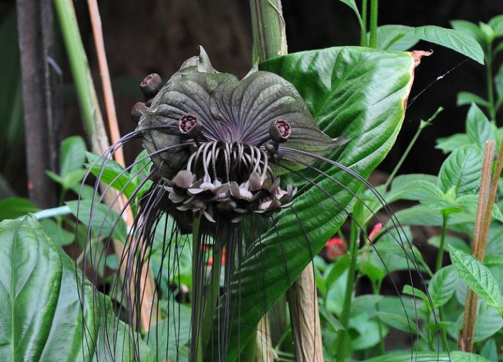 NinaAntonia13's tweet photo. La Planta Murcielago: Say it with flowers? Maybe not this time. https://t.co/HZIRRo9tOD