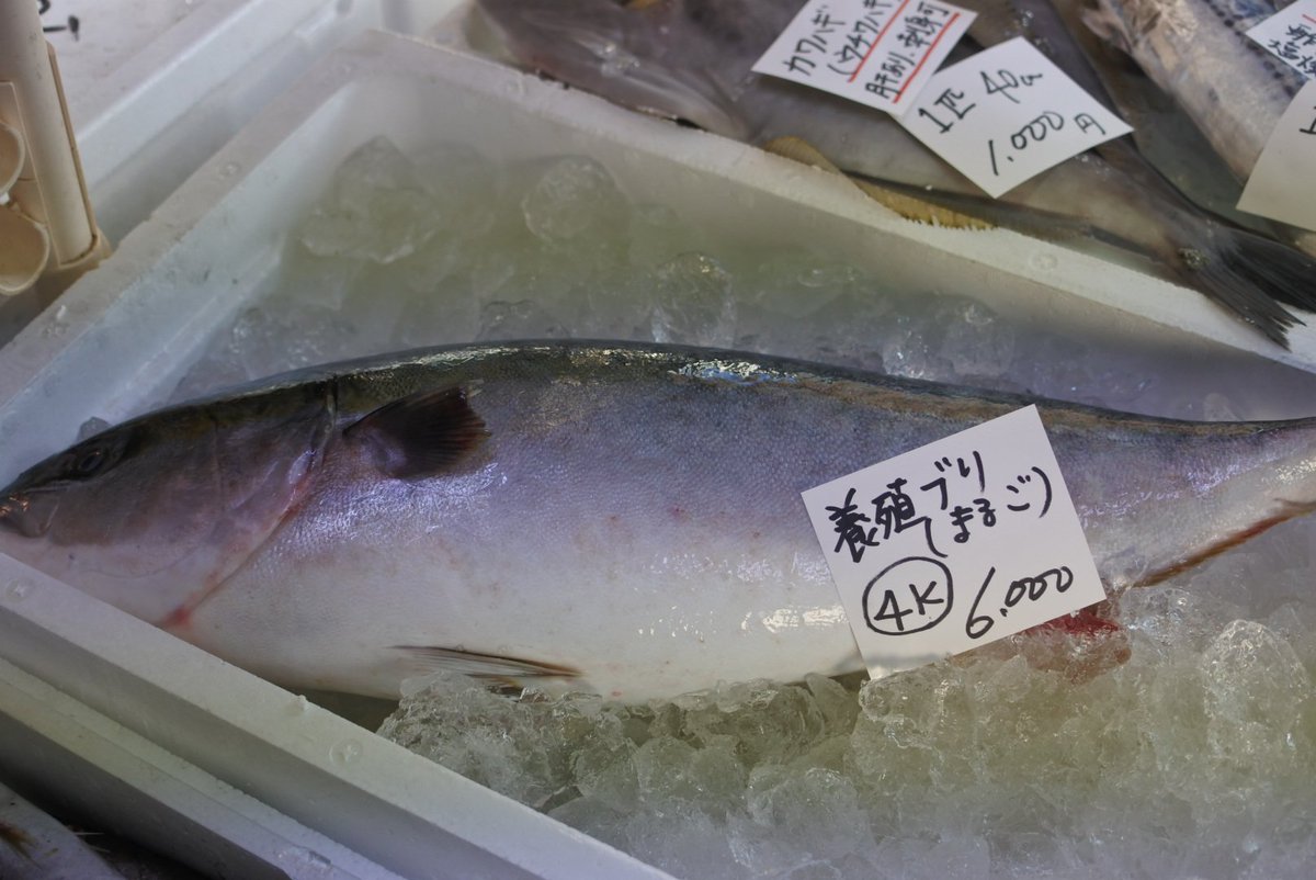 山陰境港 かやの鮮魚店 Kayanofish Twitter