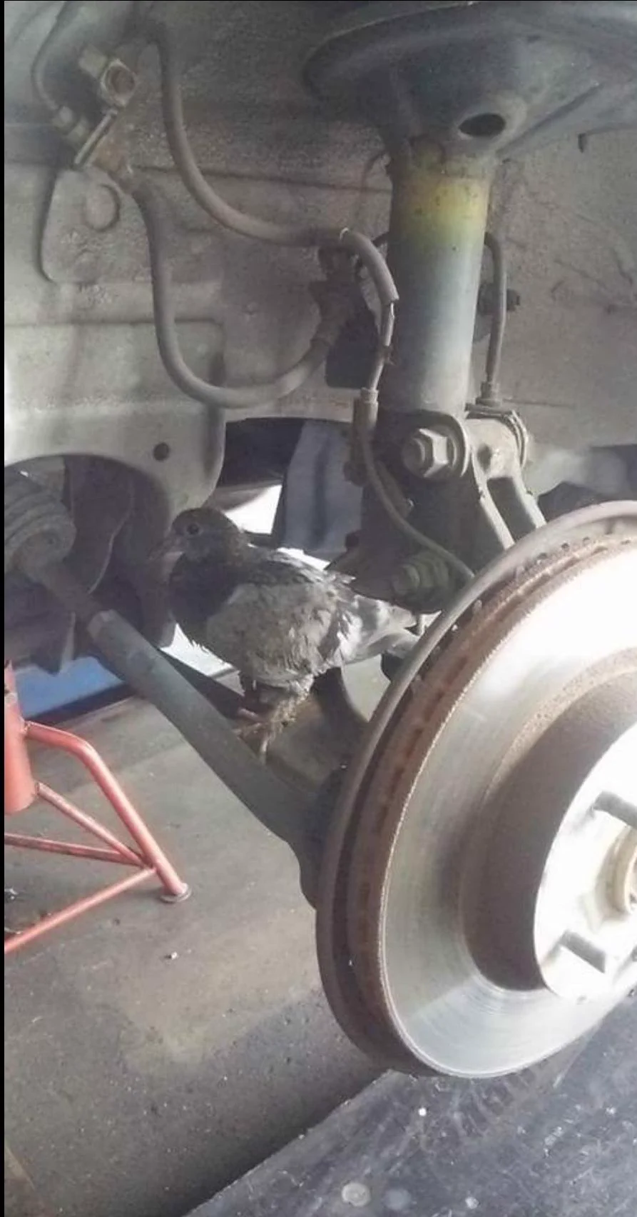 車のエンジン内に鳥の巣？？？自動車整備士として働く中で経験でのあるあるｗ