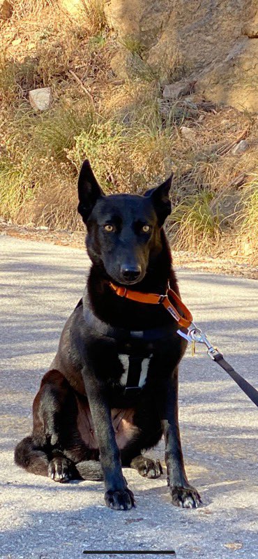 4_6Angel's tweet photo. @whatsuptucson lost our dog Luna on Mount Lemmon in Ski Valley. She will be wearing a harness. Let me know if anyone saw her. Thank you. https://t.co/sAErDJ64ao