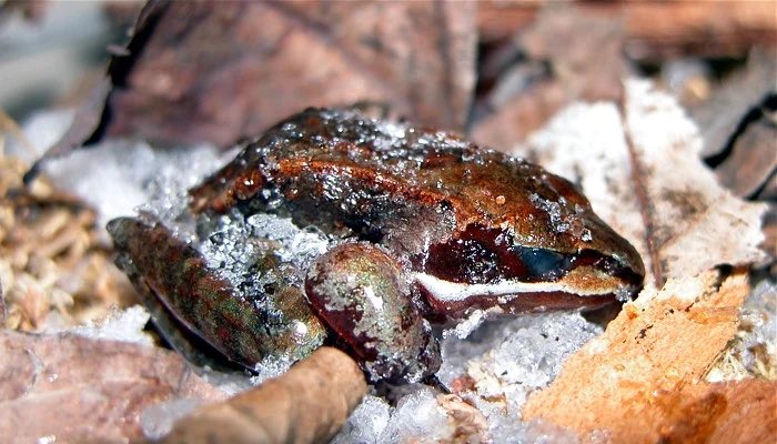 Frogs can freeze themselves if they can’t avoid the icy weather that comes along. Once the weather is more bearable, they will thaw themselves and continue hopping about like nothing happened.