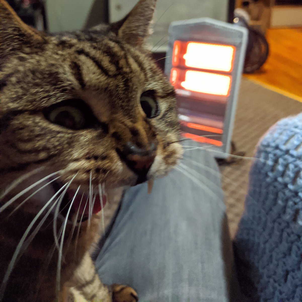7heads_10crowns's tweet photo. Cozy Caturday 🦁
#crazyface #meowmix #grittykitty #gravybreath #litermitts #couchtiger #caturdaynightlive https://t.co/JYY4wGt1Y6