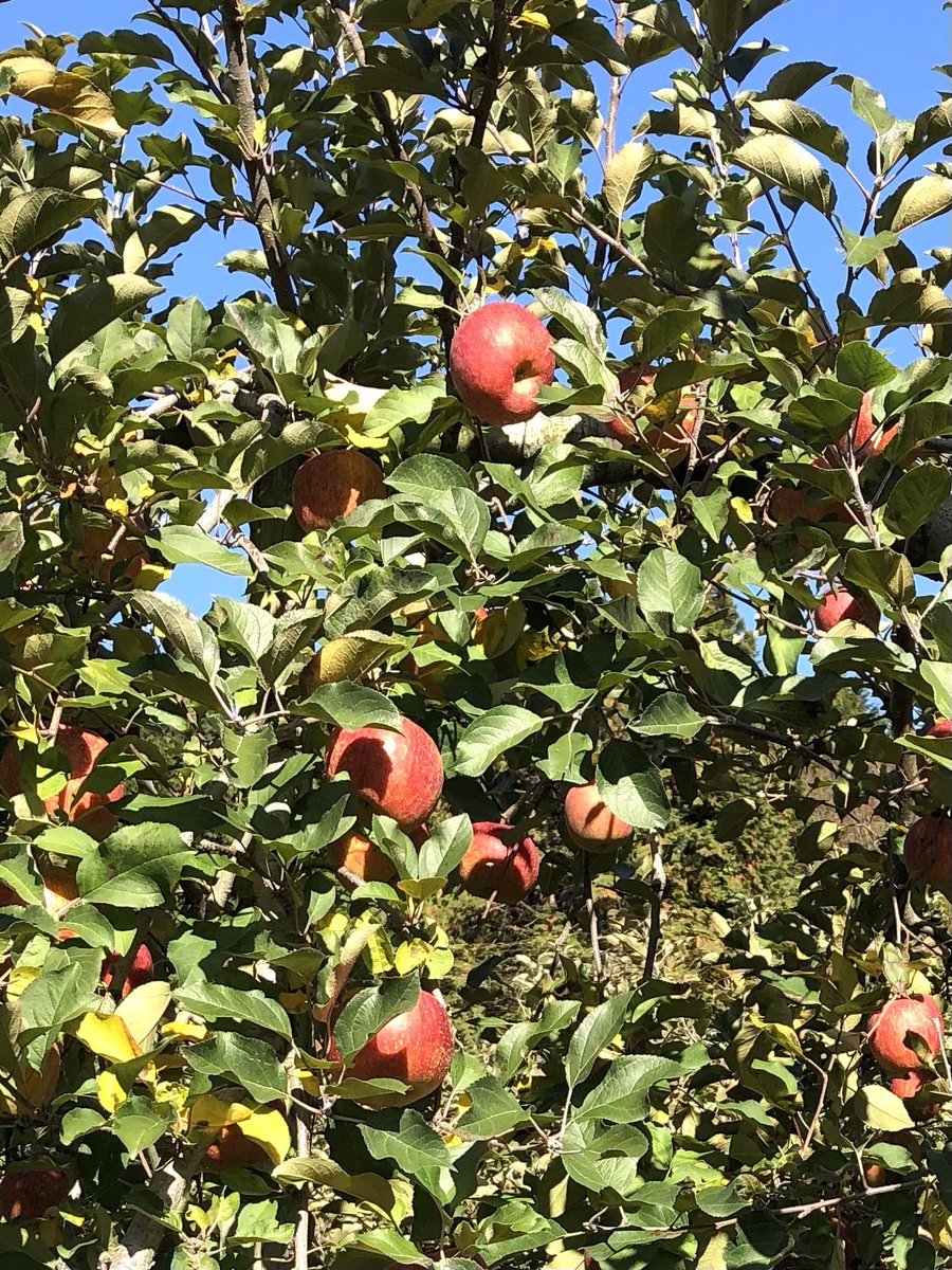 gwancyan's tweet photo. 栃木県矢板市のリンゴ園。今年はコロナの影響と不作で園内でのりんご狩りと食べ放題は中止で販売のみに。今年もたわわに実った風景は見ることができました。＃りんご狩り　#矢板 https://t.co/p0WpYGY8Tr