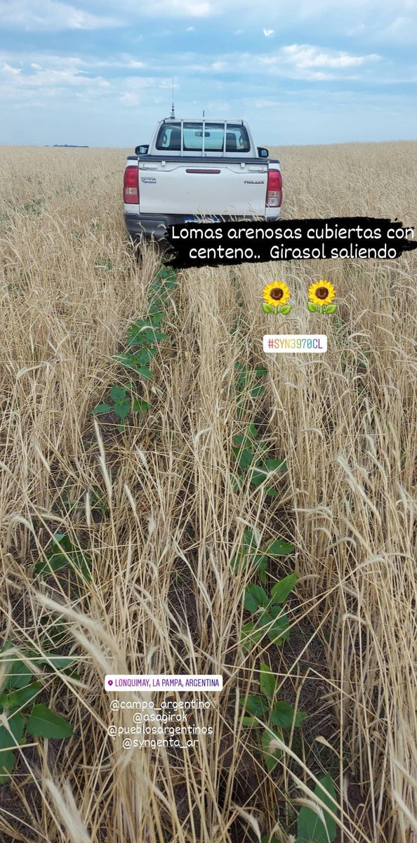 LeandroJTassone's tweet photo. Lomas arenosas cubiertas con centeno.. objetivo principal disminuir voladuras.. pero cuantos servicios más nos brindan!! @MasHectareas @CS_Divulgacion @aapresid
#oeste #lapampa #cultivosdeservicio #coverturas https://t.co/s6aKB0RNZY