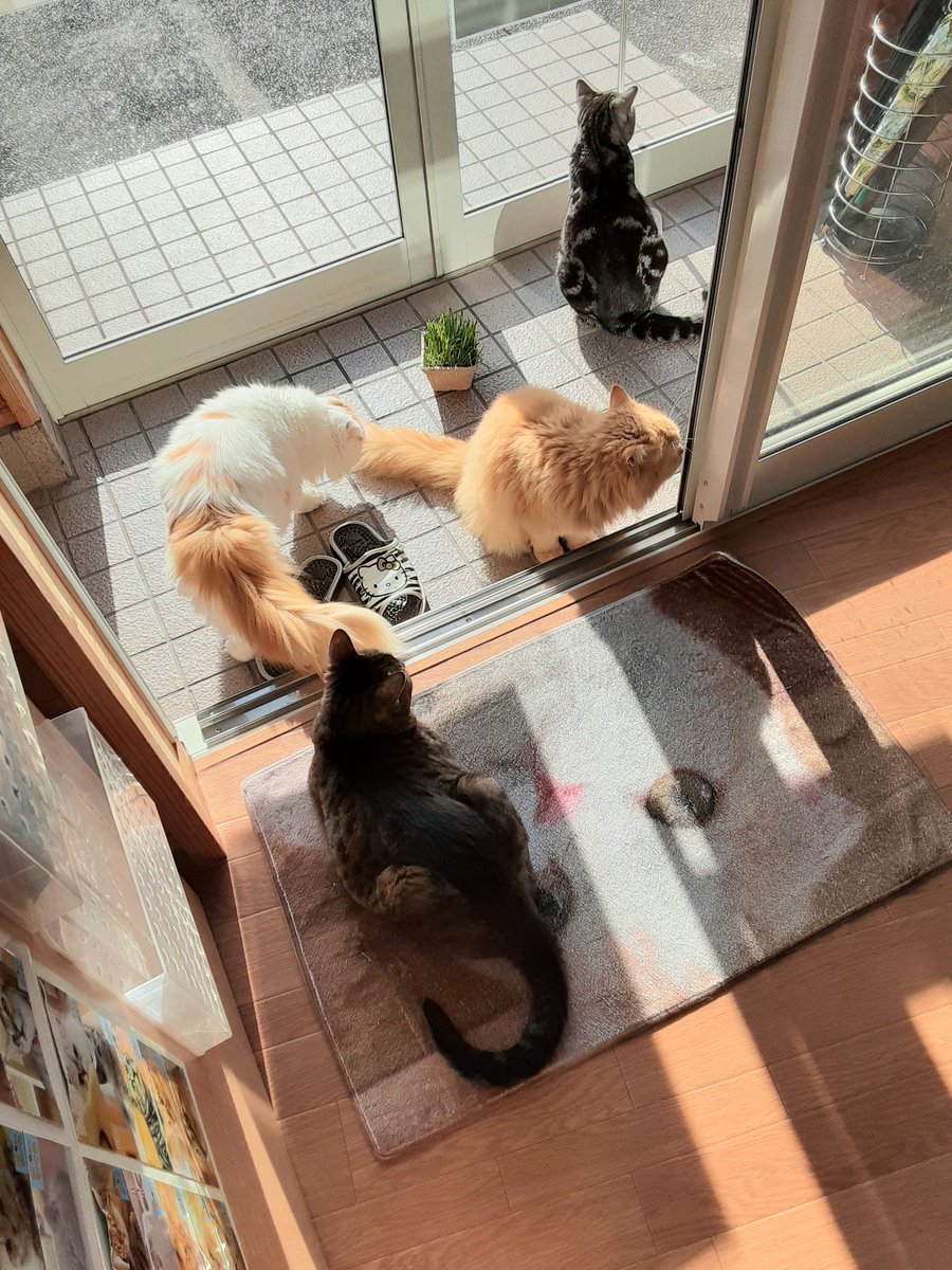 4ヶ月 現在 猫 スコティッシュフォールド ツイレポ 4ヶ月 現在 猫 スコティッシュフォールド ツイレポ