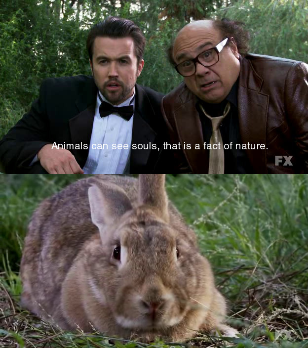 the vvitch (the witch, 2015)