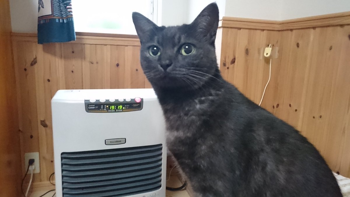 Sakura ノエル君2ヶ月ぶりに体重計ったら400g増えて4 4キロ ミーちゃんと同じになってました ミーちゃんより太って見えるのだけど とりあえずは適正体重かにゃ 猫好きさんと繋がりたい シマホネコダスケ 猫のいる暮らし 猫のいる幸せ