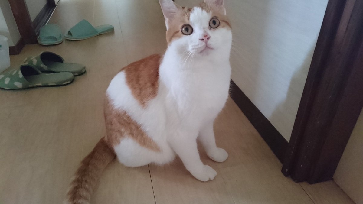 Sakura ノエル君2ヶ月ぶりに体重計ったら400g増えて4 4キロ ミーちゃんと同じになってました ミーちゃんより太って見えるのだけど とりあえずは適正体重かにゃ 猫好きさんと繋がりたい シマホネコダスケ 猫のいる暮らし 猫のいる幸せ