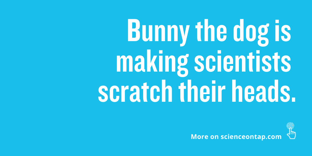 Bunny the #dog and her owner Alexis Devine have a unique way of communicating with each other through a soundboard, as seen on <a href="/tiktok_us/">TikTok US</a>. See why scientists are skeptical about their secret language: ow.ly/cxf250CkgJz