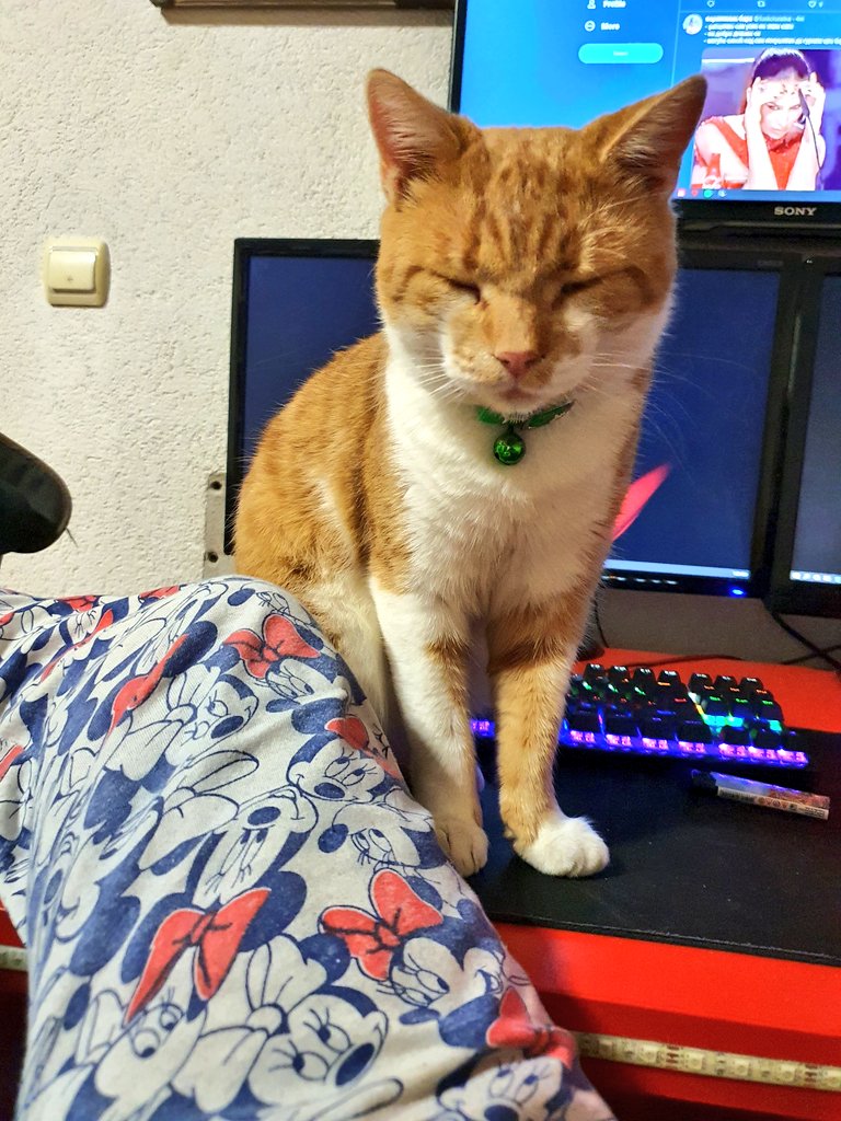 per_plexing's tweet photo. doslovno je prije minutu pojeo cijelu kesicu i sad prati svaki moj zalogaj https://t.co/P6jRXN9CQE