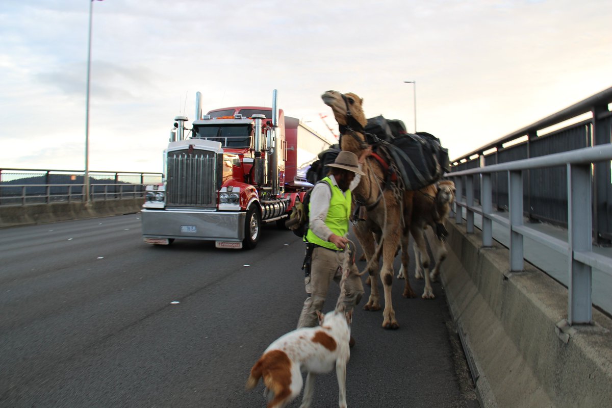 John Elliott crossing the Tasman Bridge this morning with his five camels and dog Bruski. 

Photos for <a href="/abchobart/">ABC Hobart</a>: Ada Lester