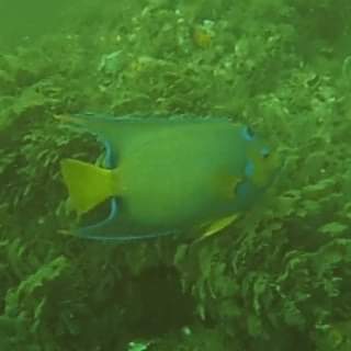 oceaam's tweet photo. Vantagens de trabalhar com oceanografia operacional. #oceanografia #oceanography #mergulhocientífico #scientificdiving #cientistatrabalhando #ufba #simbts #SIMCOSTA @ Baía de Todos-os-Santos https://t.co/jYwsoIKNv7