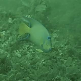 oceaam's tweet photo. Vantagens de trabalhar com oceanografia operacional. #oceanografia #oceanography #mergulhocientífico #scientificdiving #cientistatrabalhando #ufba #simbts #SIMCOSTA @ Baía de Todos-os-Santos https://t.co/jYwsoIKNv7