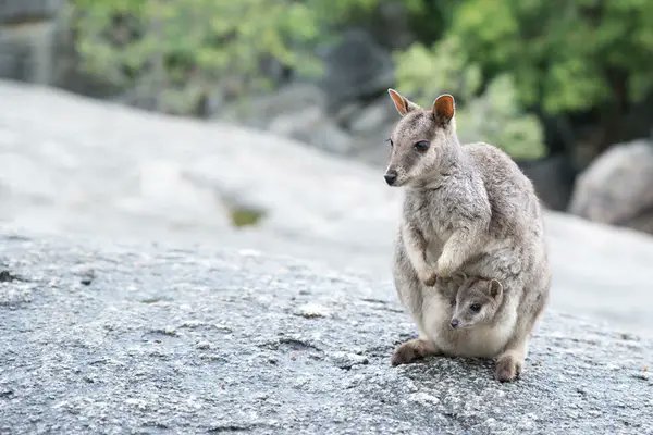 Wallaby mothers will also chuck their baby out of their pouch, oftentimes at the predator giving chase, in order to increase their chance of escape. Fuck them kids!