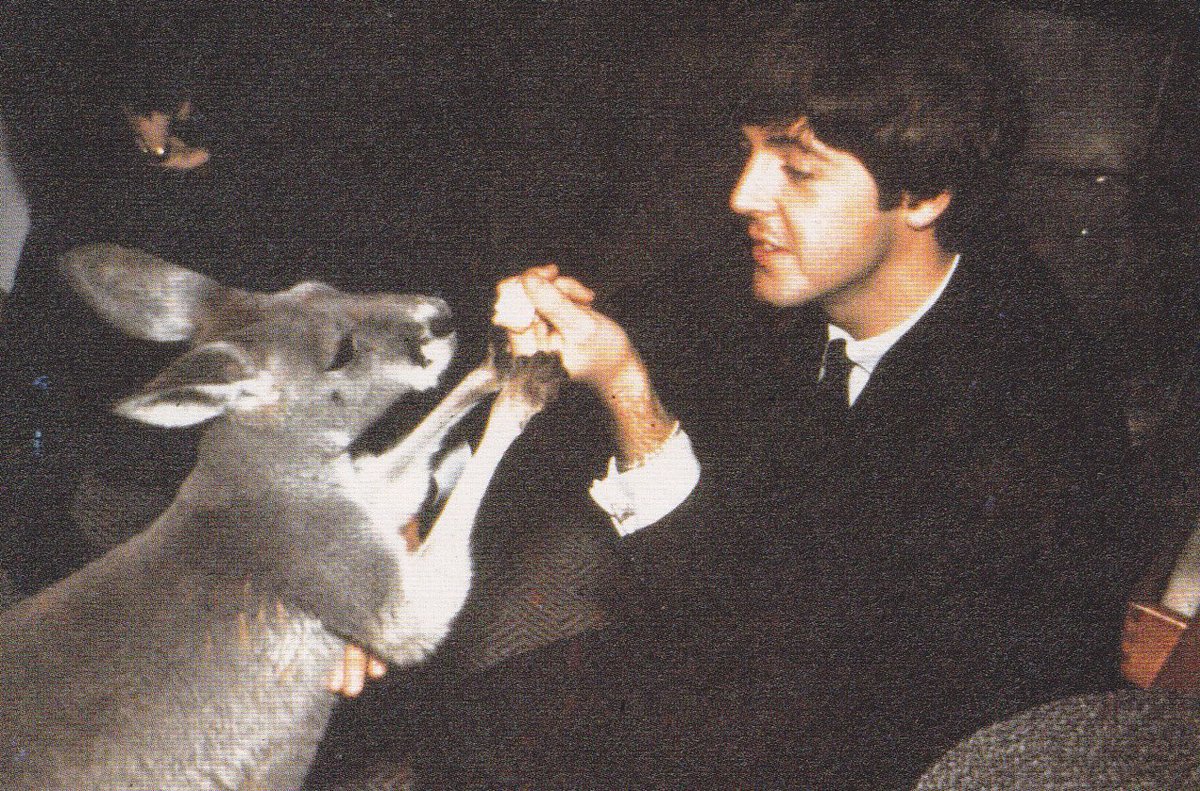 paul mccartney with various animals, a thread 