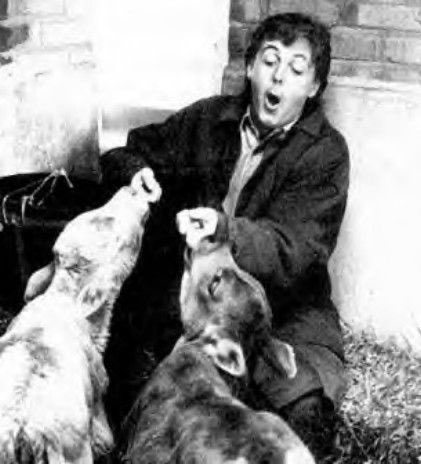 paul mccartney with various animals, a thread 