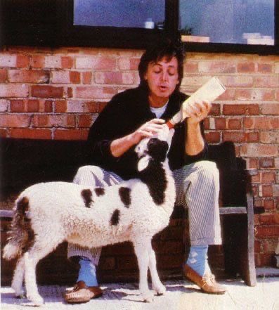 paul mccartney with various animals, a thread 