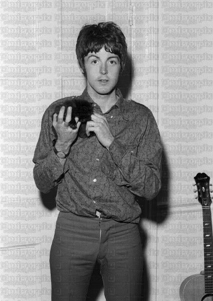 paul mccartney with various animals, a thread 
