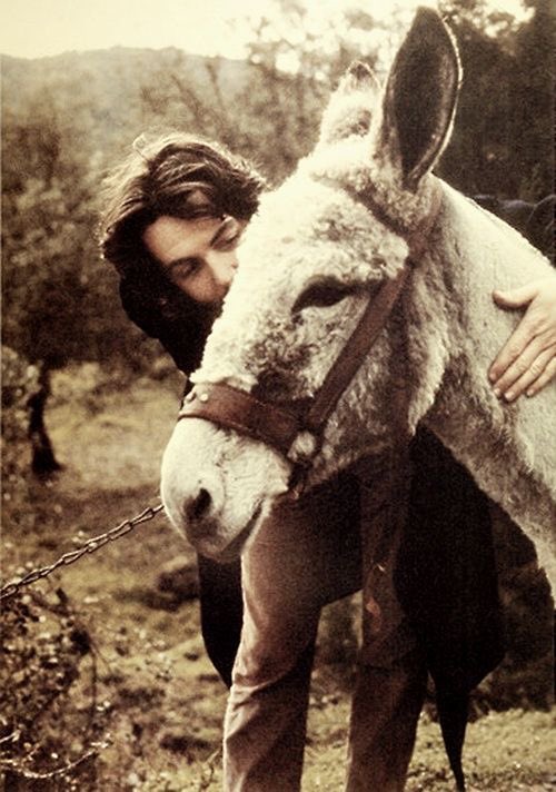 paul mccartney with various animals, a thread 
