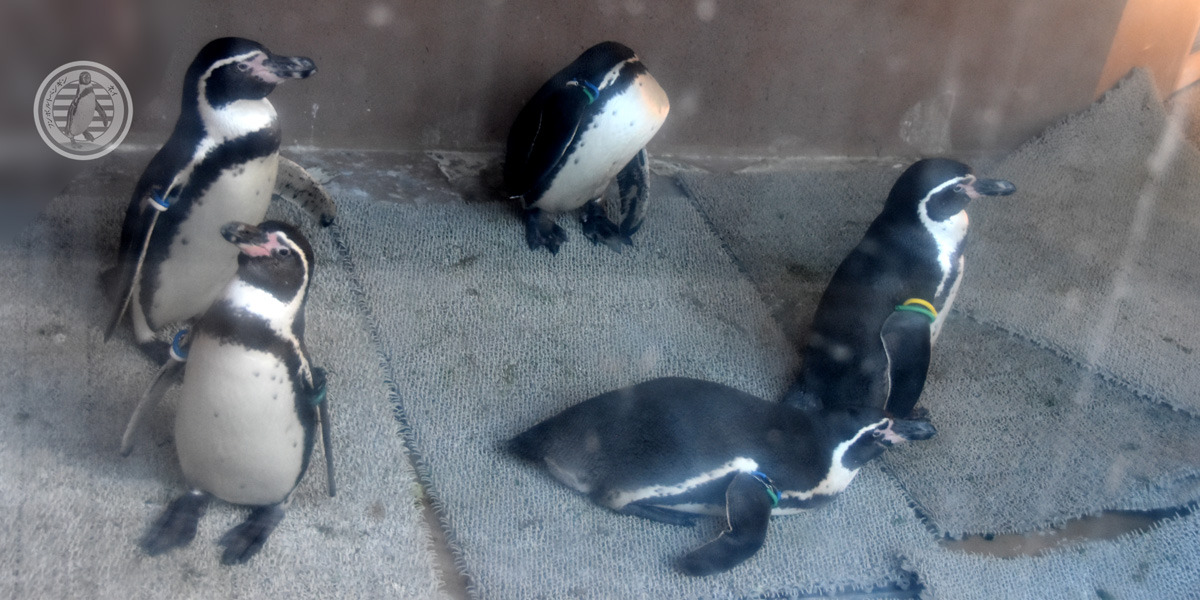 yanagomi's tweet photo. ■只今10時02分 ● #TobuTime ● #東武の時間 です■
先日 #東武動物公園 「 #ペンギンの大地 」に #長崎ペンギン水族館 五羽、非公開五羽。合わせて十羽の #フンボルトペンギン が《実家》の仲間に加わりました。
下記もご覧ください。都度都度更新いたします。
https://t.co/bgBG5QOtgt #いきものAZ https://t.co/x03FNDhqq9