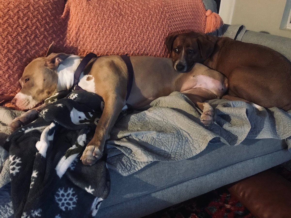 audball215's tweet photo. When your little sister has a hard day being 3-legged #SupportSnuggles  #CalvinAndLuci https://t.co/0F89uKWmk1