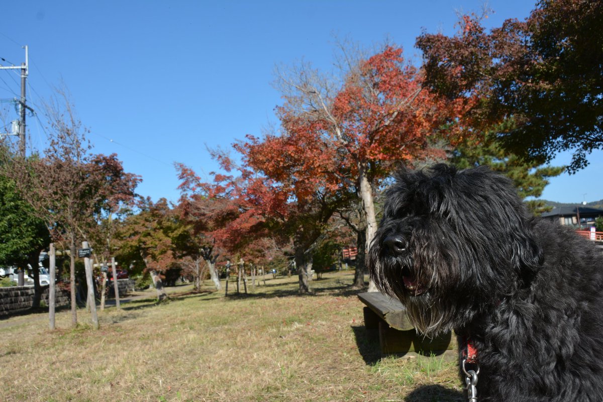 ブービエデフランダース