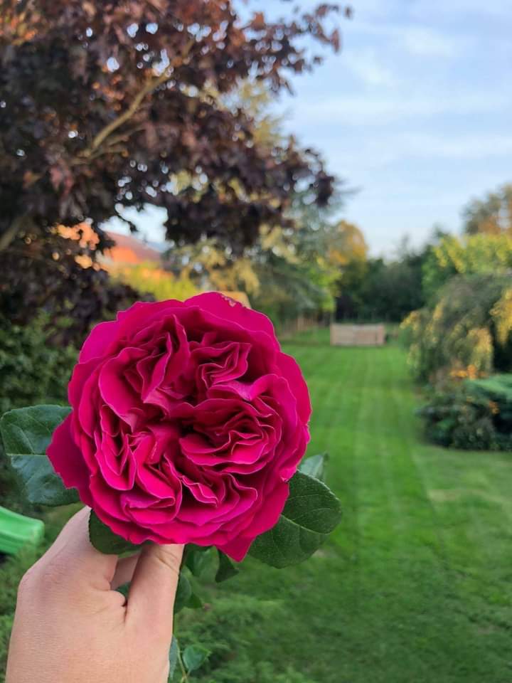 Happy Sunday!

There are always flowers for those who want to see them. 
- Henri Matisse