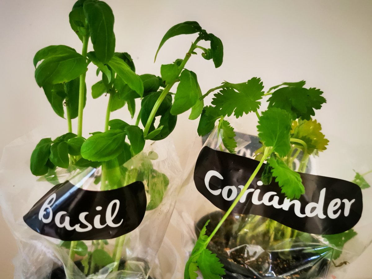 storysworled's tweet photo. From sprawling wilderness of country life to urban small space living has been an adjustment. Miss the cacophony of colour but will have to aim for a (very basic 😅) indoor herb 'garden' for now 🪴  #SecretSantaNZ2020 https://t.co/ZMtGZkmuTJ