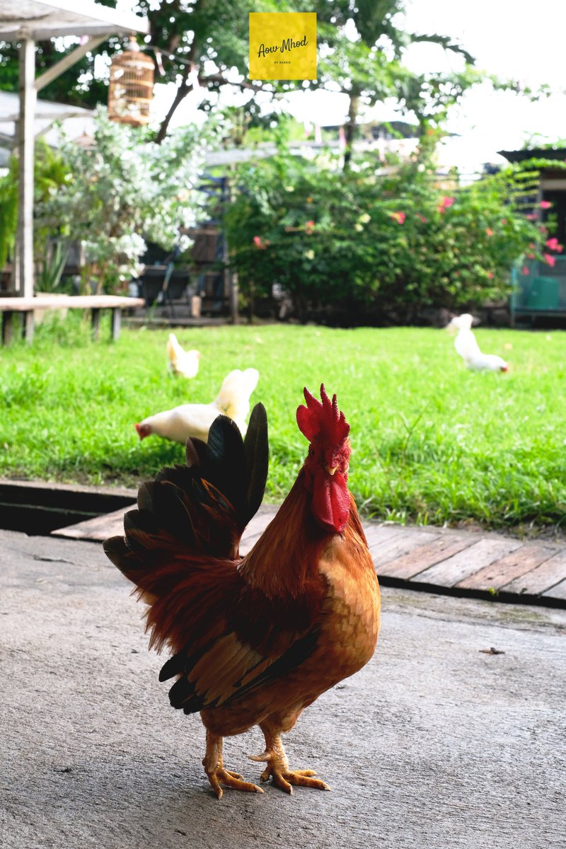 aowmhod's tweet photo. เห้ยๆ มาดูคาเฟ่นี้ๆ เป็นคาเฟ่ที่มีไก่ (หลายตัวด้วย 5555) คนกลัวไก่ห้ามมาเลยนะบอกเลย เครื่องดื่มพอใช้ได้ แต่บรรยากาศชิวดี ถ้าใครชอบถ่ายรูปเชิงธรรมชาติ แนะนำให้มาได้ 5555 @aroii 
ชื่อ Bougain cafe &amp; Craft นะ

#aowmhod #เอาหมด
#อร่อยไปแดก #อร่อยบอกต่อ https://t.co/E6hYrPI4k2