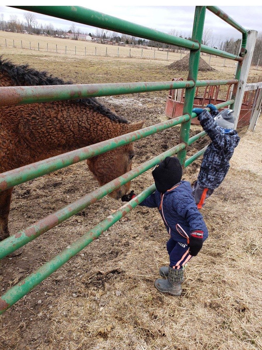 Wolfkat17's tweet photo. Two very sweet kiddos loving on and feeding treats to my horse Patriot while I can't be there.  I'm thankful to them for keeping my boy company! https://t.co/ZljpBIXTl4