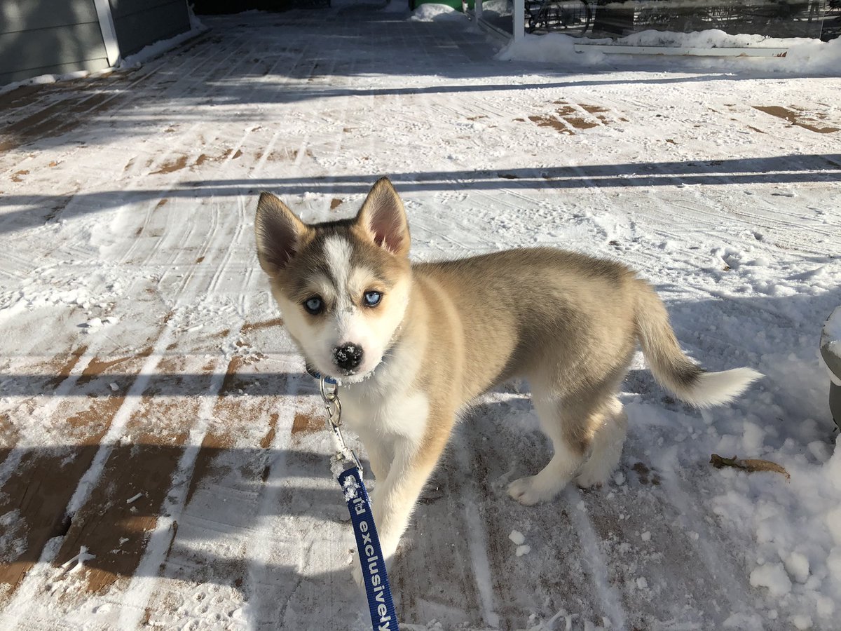 TogoDPomsky's tweet photo. Iโm loving the snow! Nine weeks old.
#pomsky #pomskypup https://t.co/T89SuoEFB8
