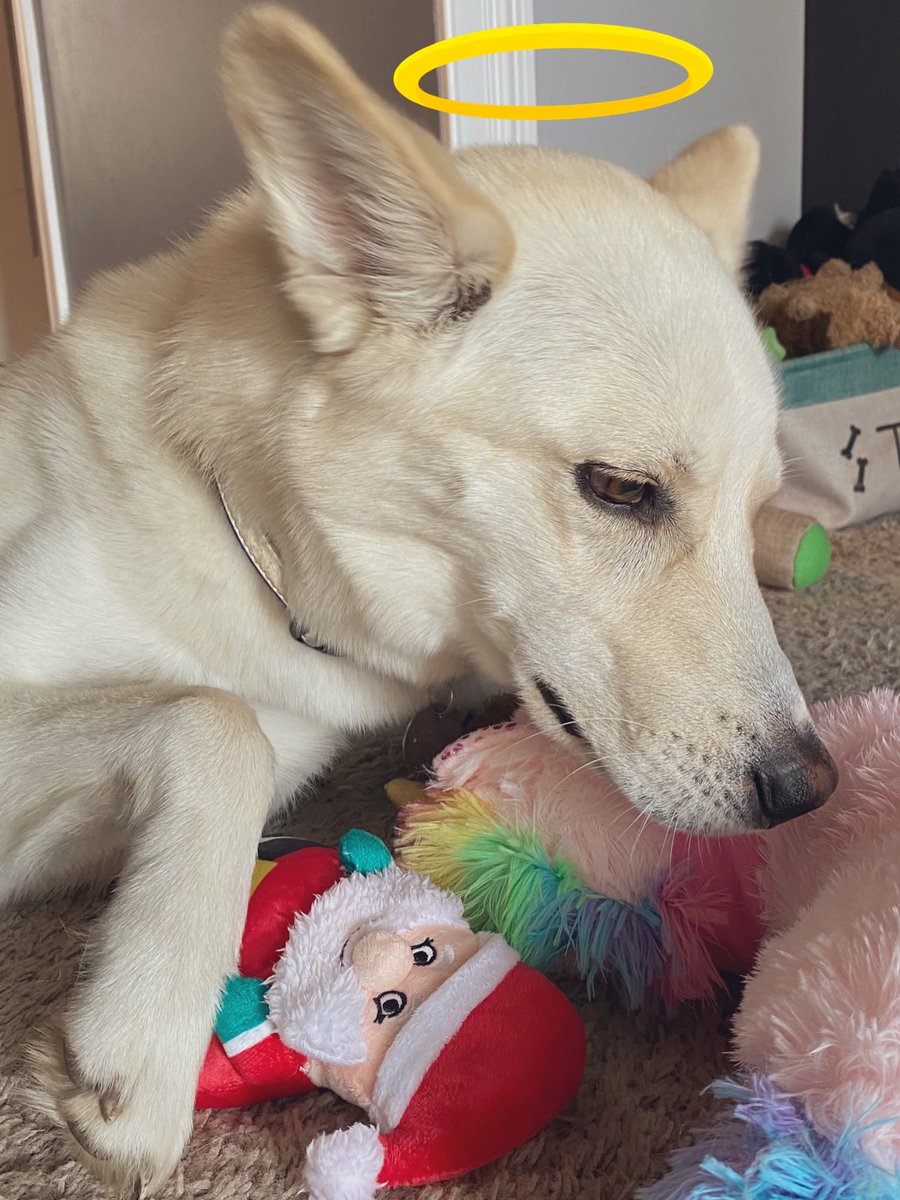 luckeyashley's tweet photo. just a cute dog post to lighten the feed https://t.co/DJgXXXuXBO