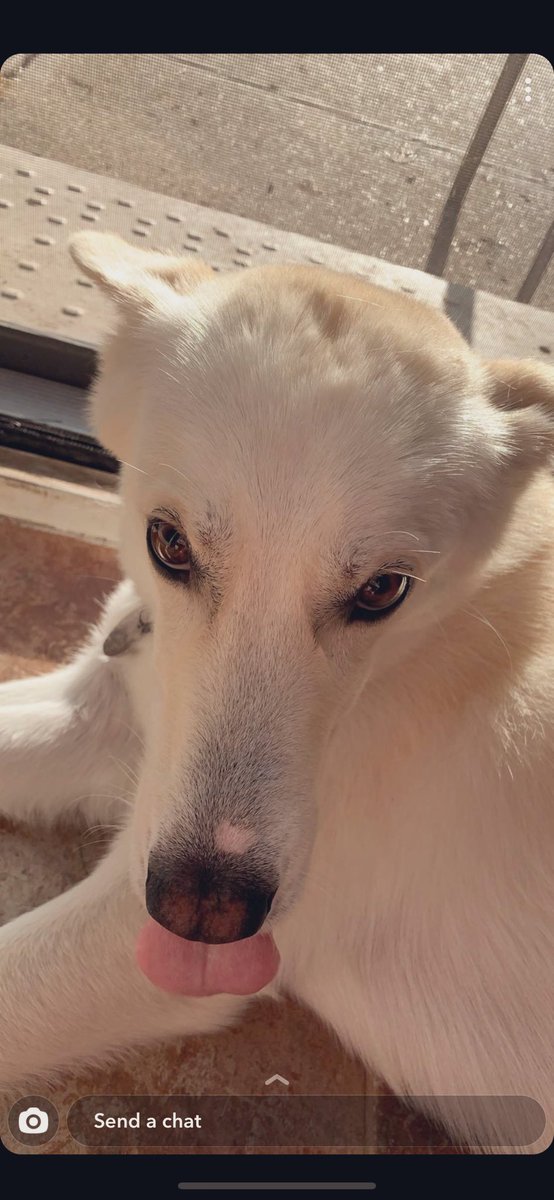 luckeyashley's tweet photo. just a cute dog post to lighten the feed https://t.co/DJgXXXuXBO