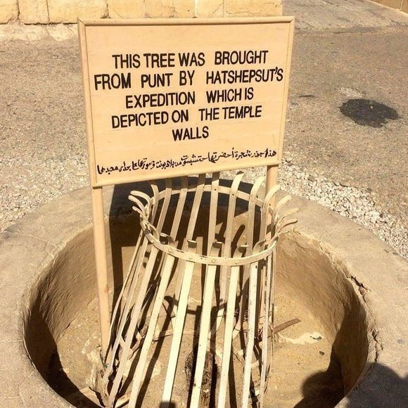 Fun Fact for our pop culture lovers: She is oldest historical figure in our knowledge who had her own scent: myrrh. She would cover herself in myrrh resin daily so that she would "gleam". She was never without it. She even traded with Punt to obtain live trees.