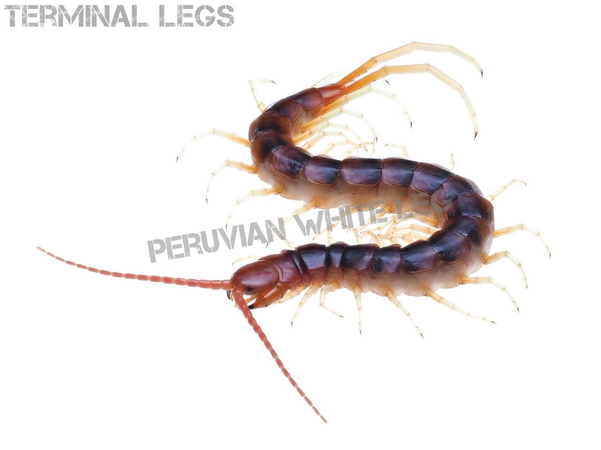 Terminal Legs Awake大阪11 14 九州11 21 Awake では南米のオオムカデ4種をお持ちします ペルビアンホワイトレッグ ガラパゴスジャイアント ペルビアンオレンジバンデッド ベネズエラジャイアント どれも大変美しいムカデ達です