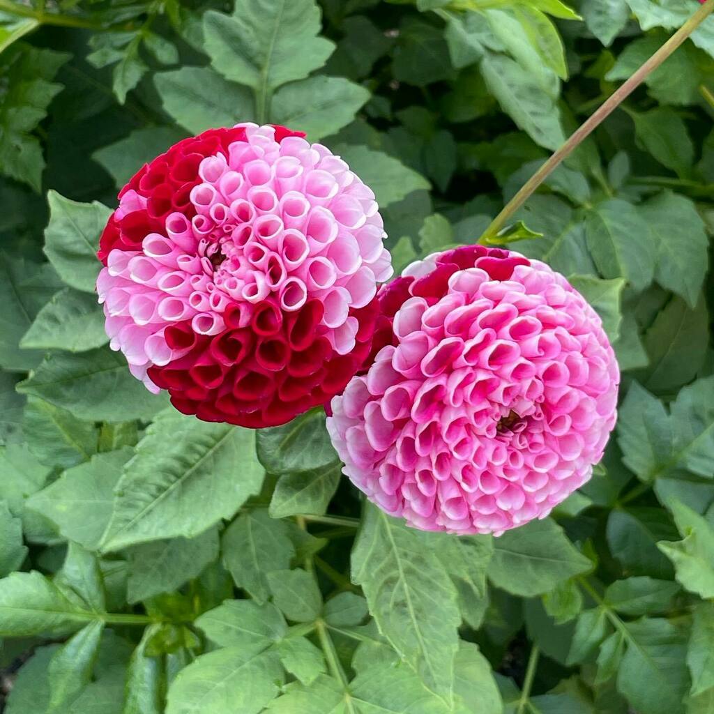 chfrbe's tweet photo. ポンポンダリア https://t.co/kT6k3DSeWz https://t.co/vwgdqDtcWr
