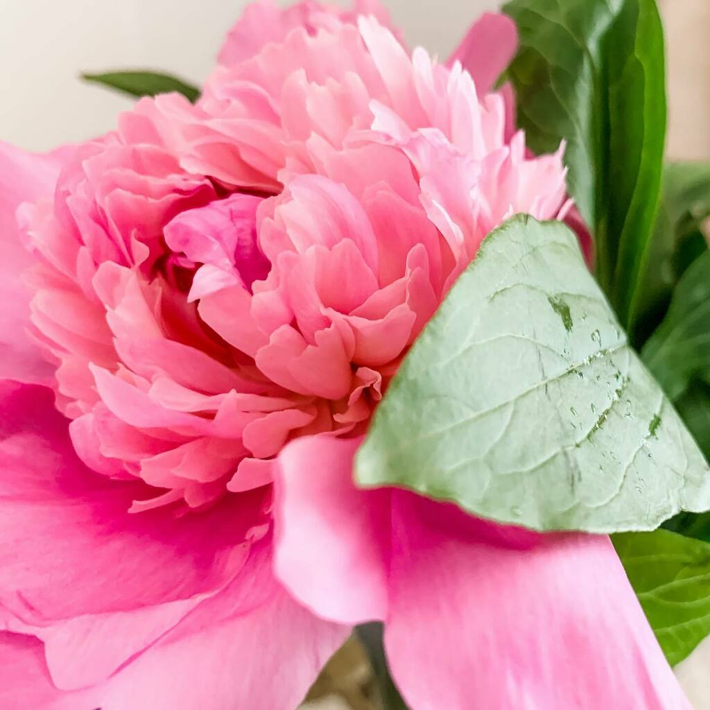 smpaskin's tweet photo. Because I have no self control when it comes to peonies #peoniesmakemehappy #flowers #flowersinthehouse  #lifeisgood https://t.co/gx68lnGlEO https://t.co/GtGzGbkcx1