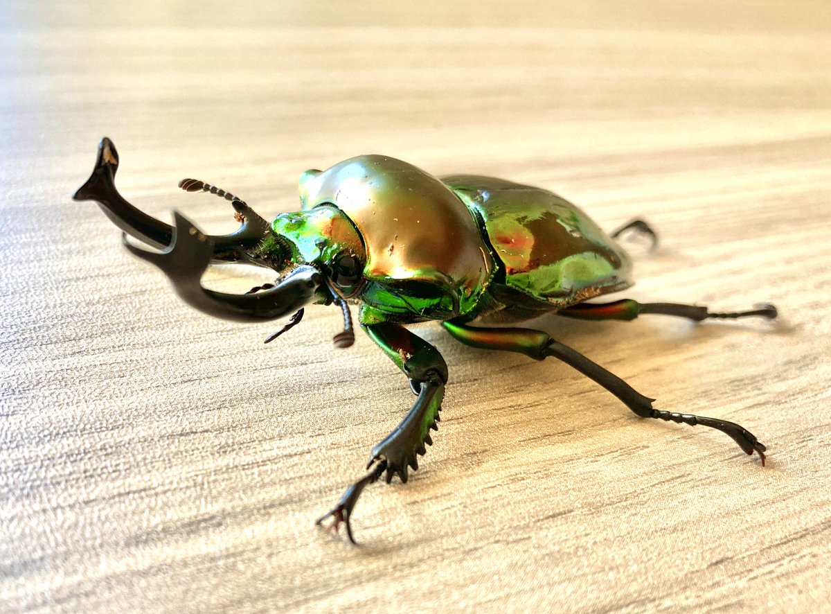 juekitaro's tweet photo. 今日もピカピカです🐞。 https://t.co/4SebLqqPM8