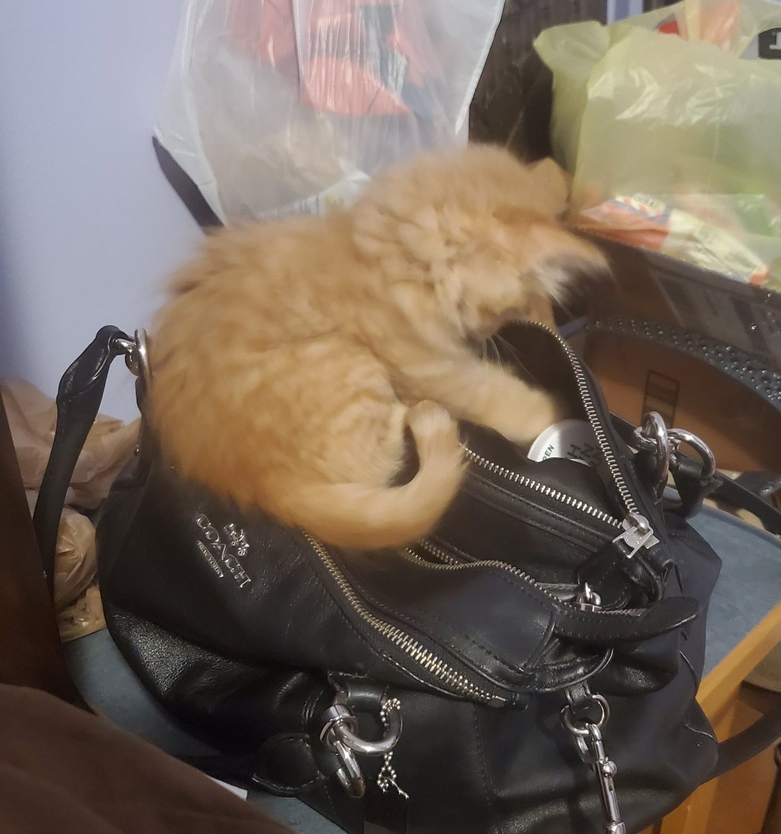 Training him as a pick pocket cat burglar 🤣🤣🤣