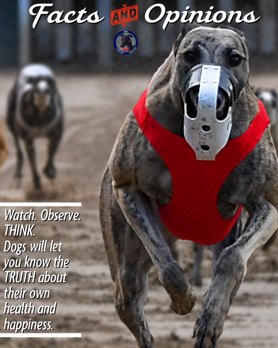 RealGreyhound's tweet image. Dogs don't lie. Pay attention to them. Be opinionated or be educated.